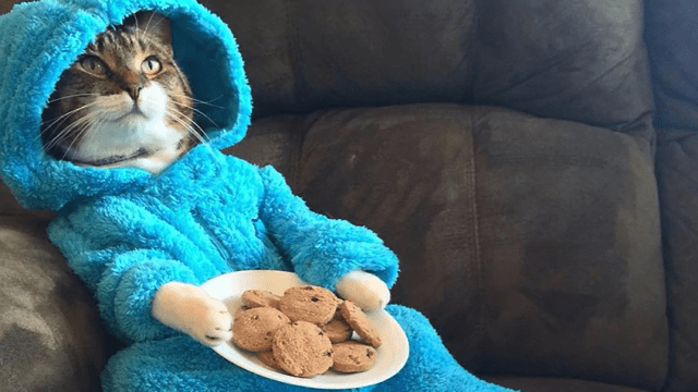 YouTube Co-Founder Steve Chen Endorses Cat-Themed Memecoin PAJAMAS