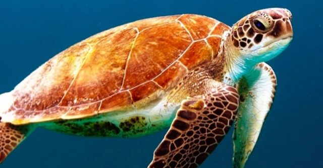 World Turtle Day 2024: Celebrating Our Shell-Shocking Reptiles